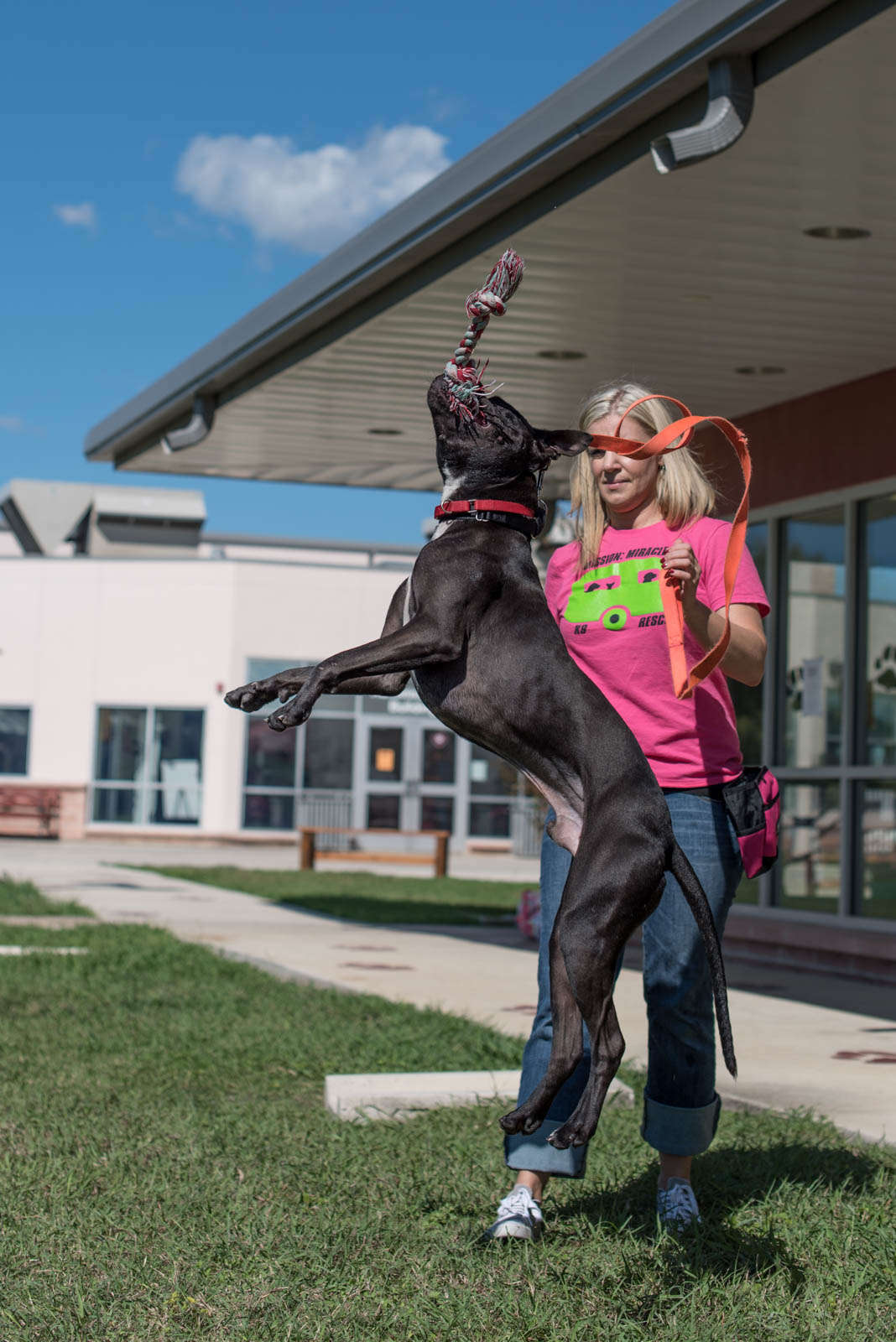 Acrobatic dog! | Sly Dog Photo – SeriouslyTrivial.com